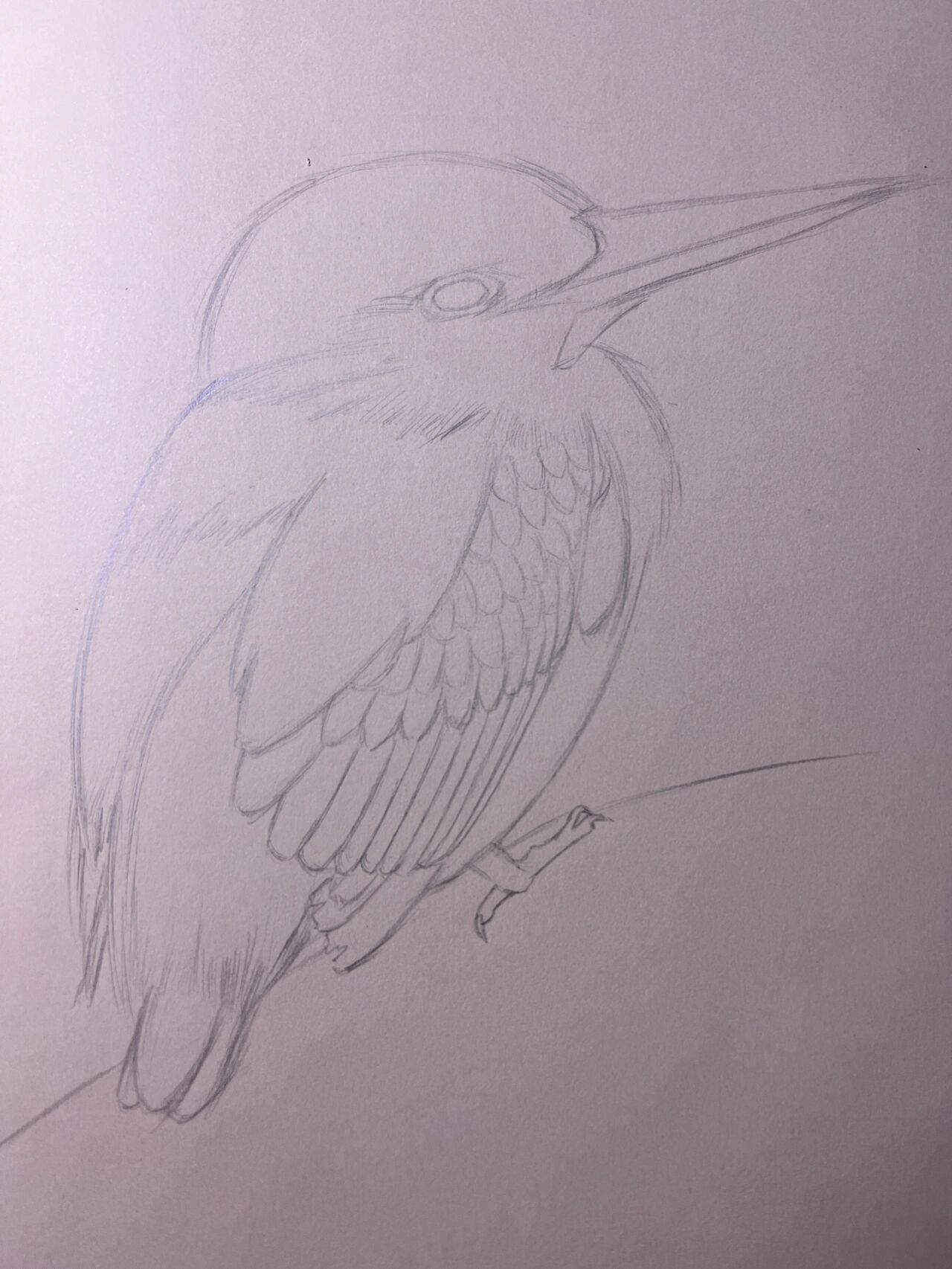 一只蜂鸟彩铅手绘画(附步骤