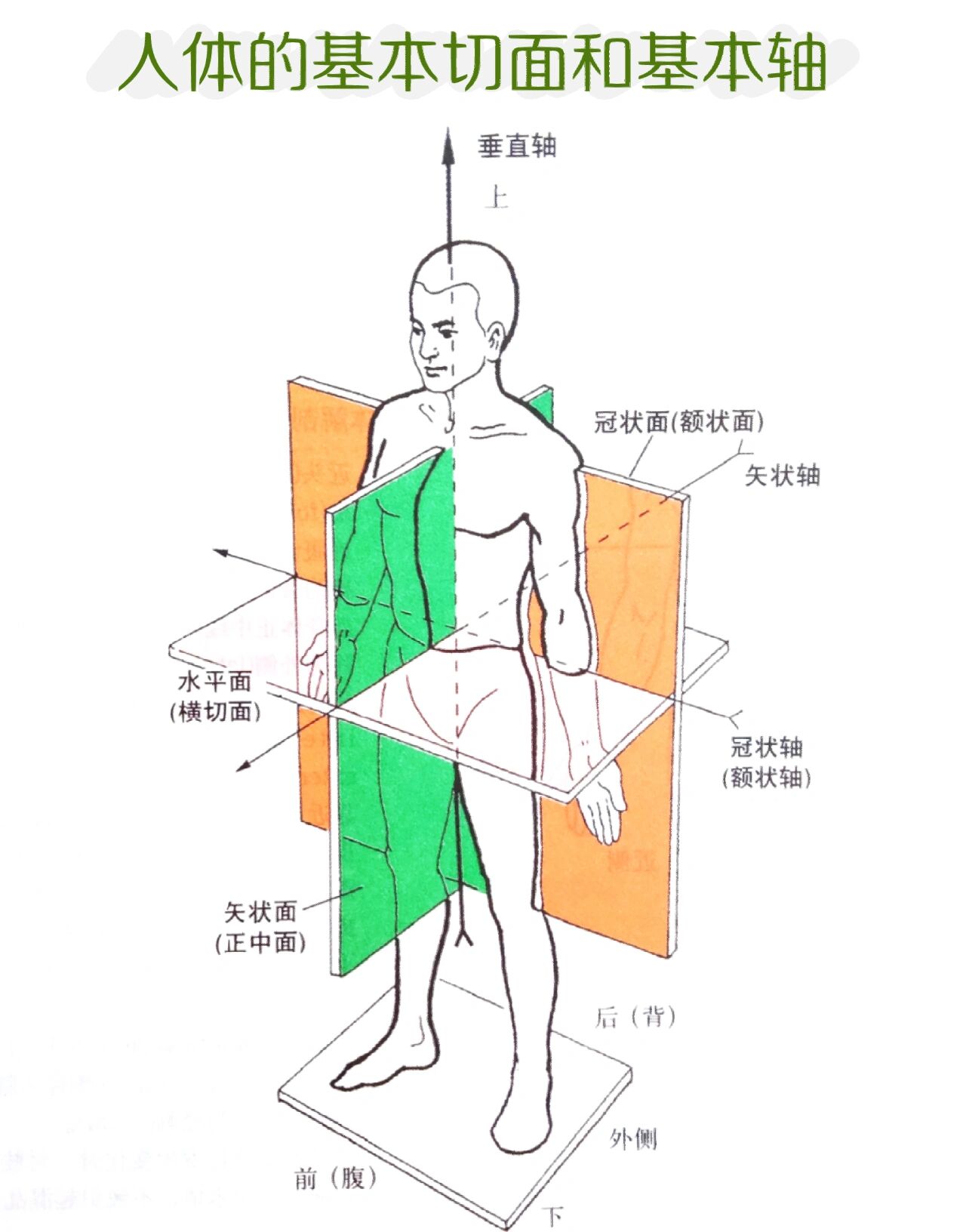 人体的轴和面图解图片