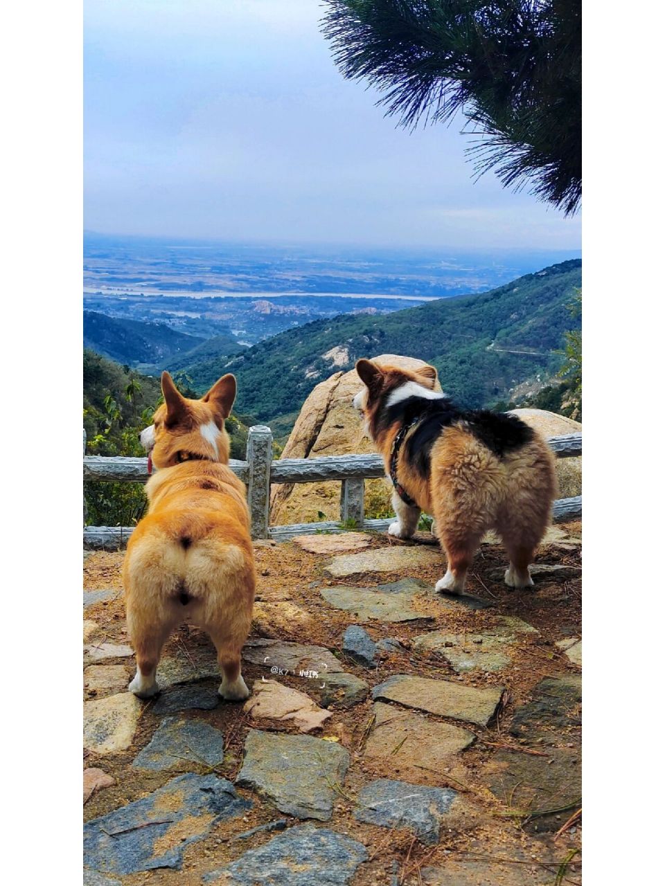 徂徕山一日游 闲来无事带着两只小狗去徂徕山玩,一场秋雨一场寒一定要