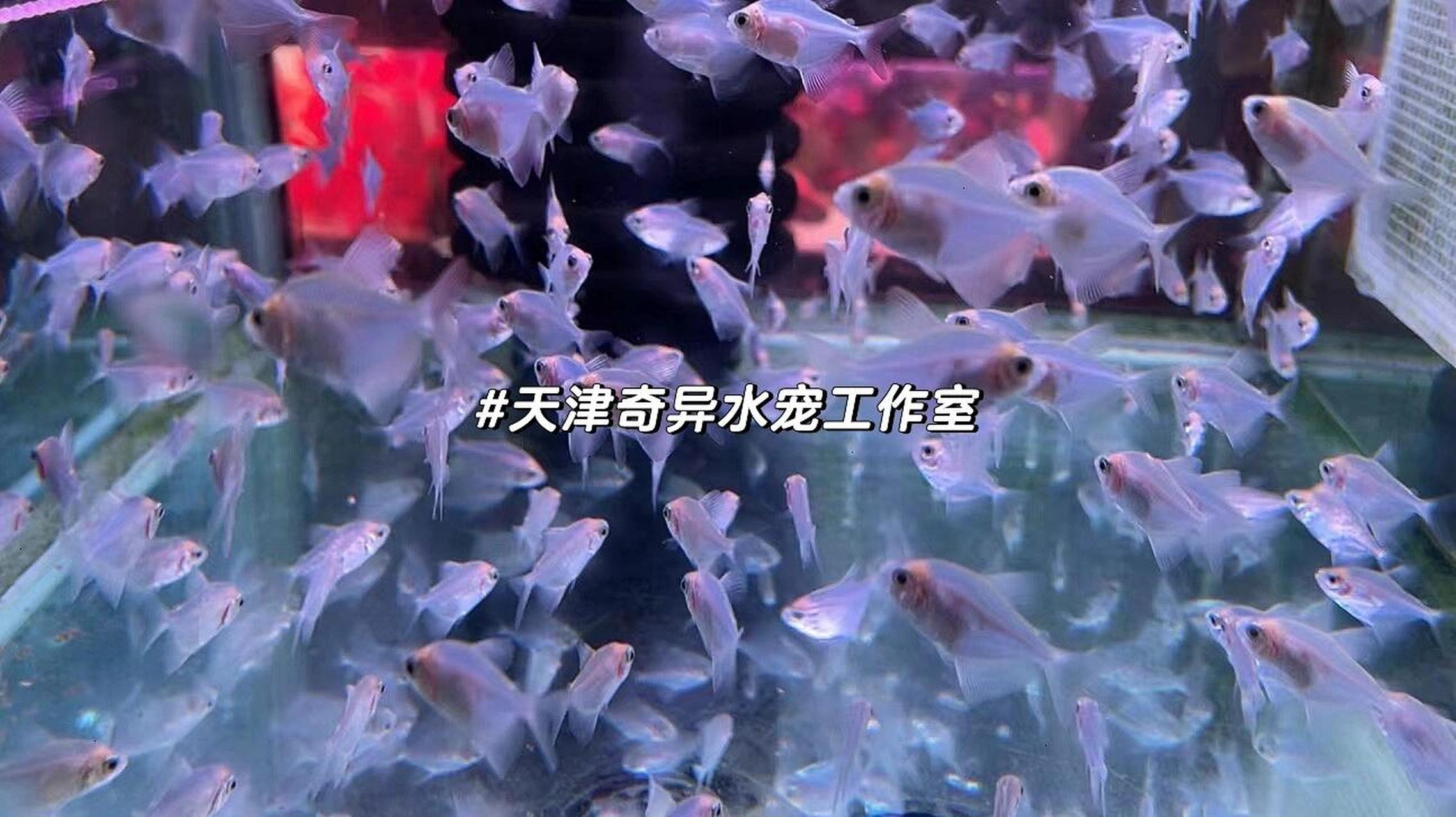 比乌龟还好养的热带鱼天使鱼关键好评还平价 五彩缤纷的天使鱼 超好养