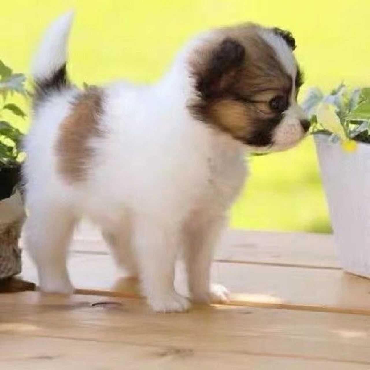 狗狗纯种 小狗动物活 纯种蝴蝶犬幼犬一窝纯种狗狗找好人家,公母都有