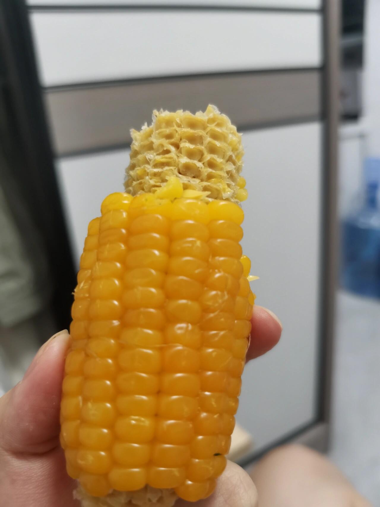 真空包装的熟玉米真的比新鲜的好吃