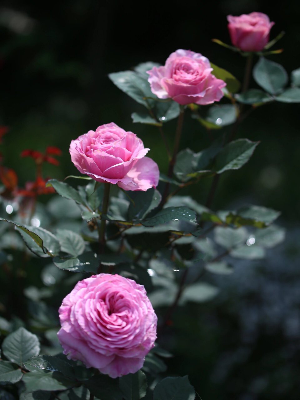 粉色月季76615:禁忌感官 禁忌感官 forbidden parfum 粉色切花