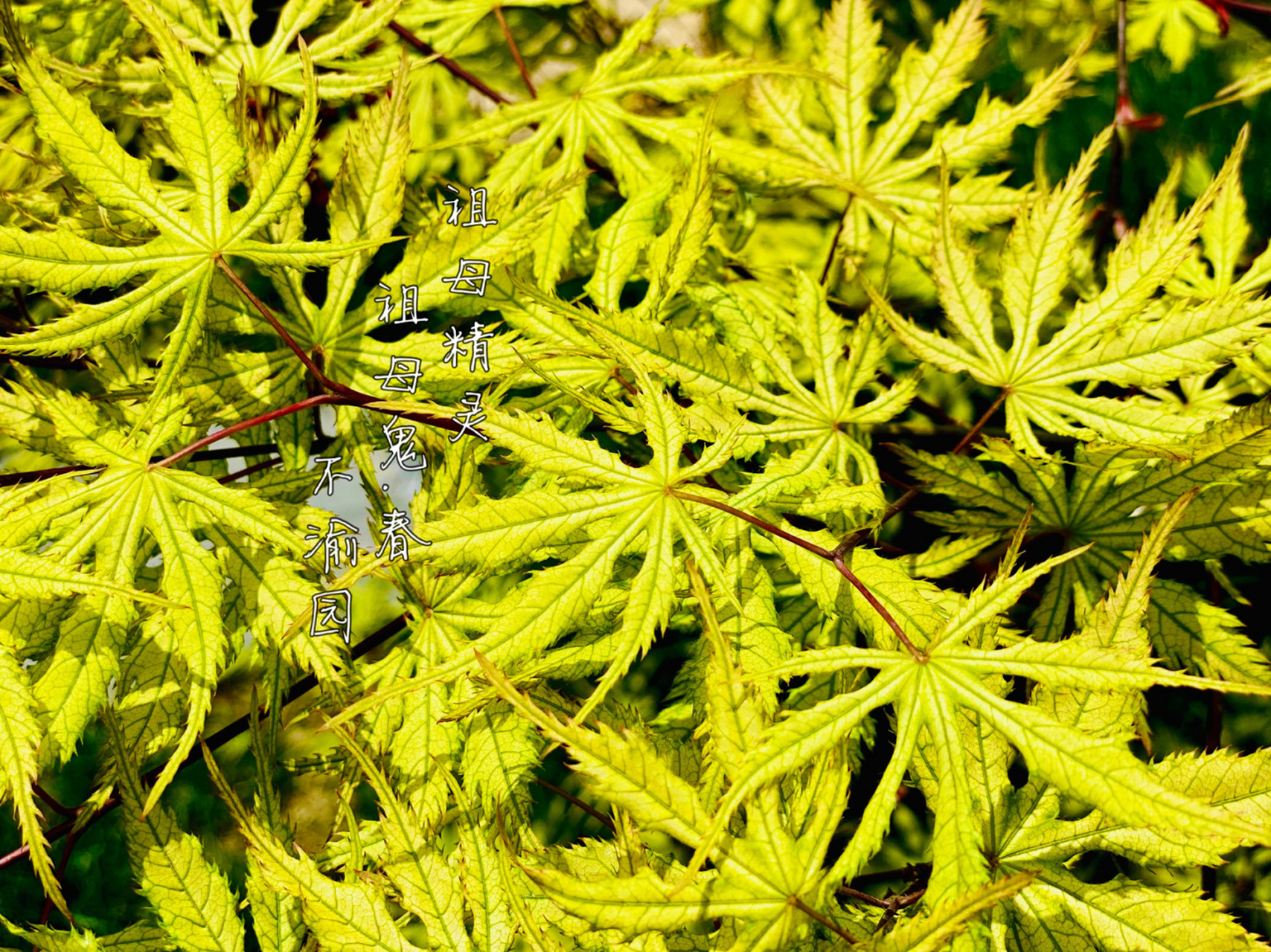 枫树展叶之魅7祖母鬼,春雨… #不渝园枫树##我的秘密花园# 今天刚拍的