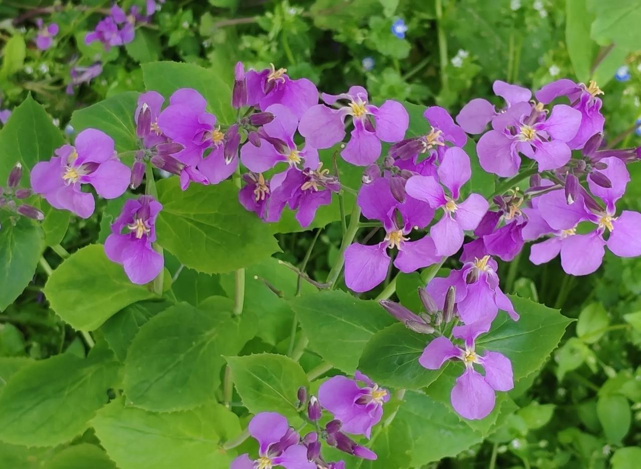 二月兰这小花,紫色的花瓣清新淡雅,于春日暖阳下纵情绽放