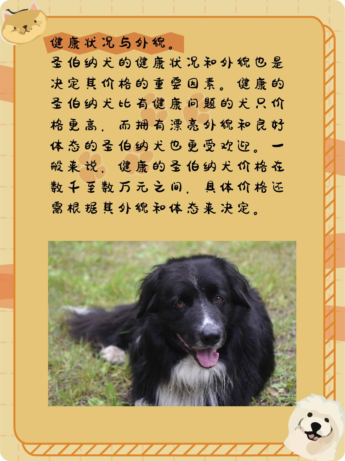 圣伯纳犬多少钱一只图片