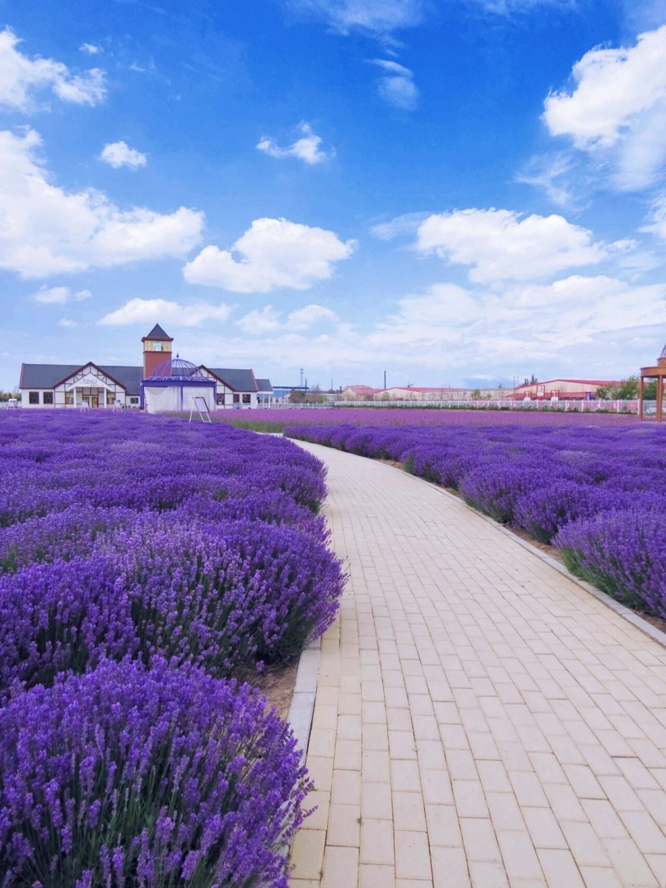 伊犁薰衣草|沉醉在这紫色花海里 91新疆伊犁州薰衣草产区,与法国的