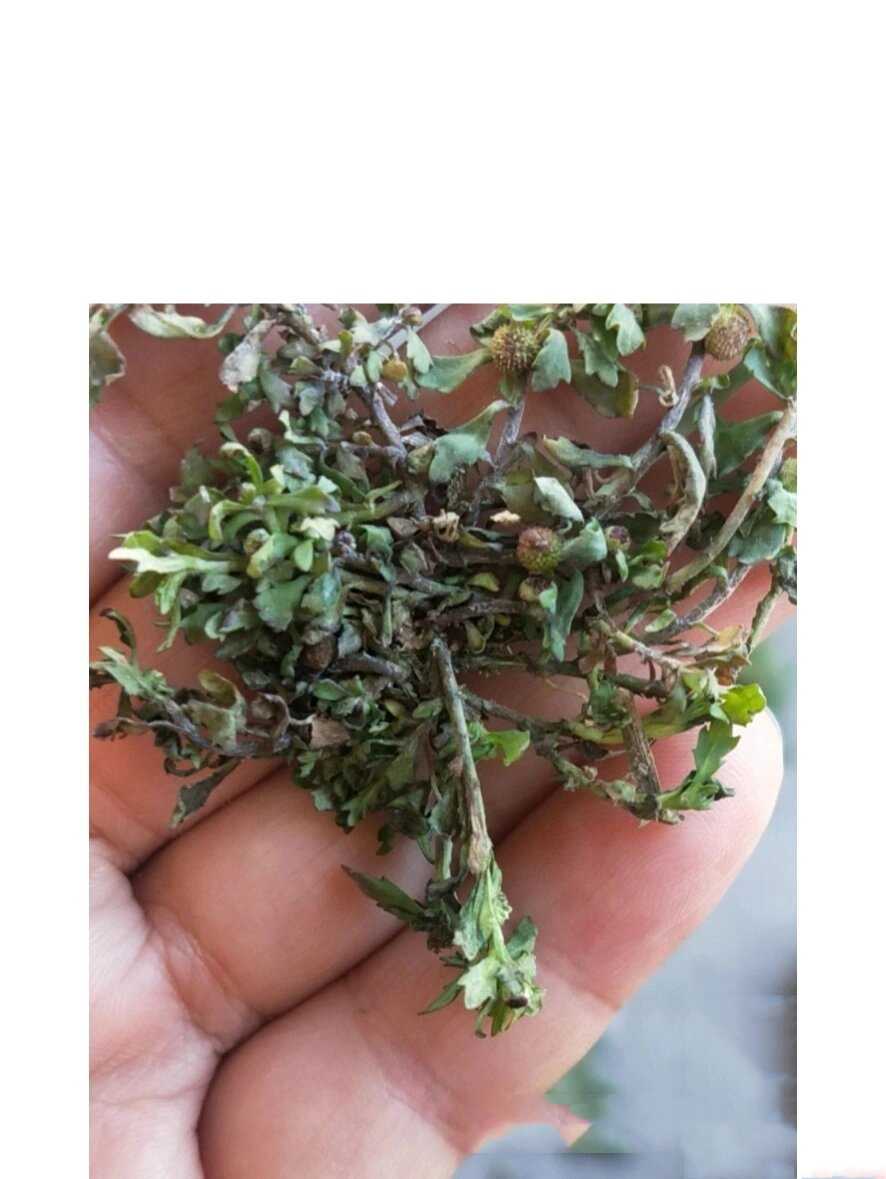 鼻炎草药图片展治鼻炎草药鼻炎草冶什病治疗鼻炎的草笔筒草可以治疗