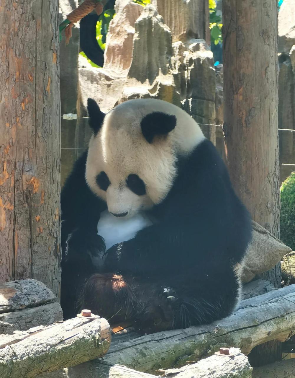 在大连森林动物园里面,住着三只大熊猫,它们分别是金虎,飞云和妙音.