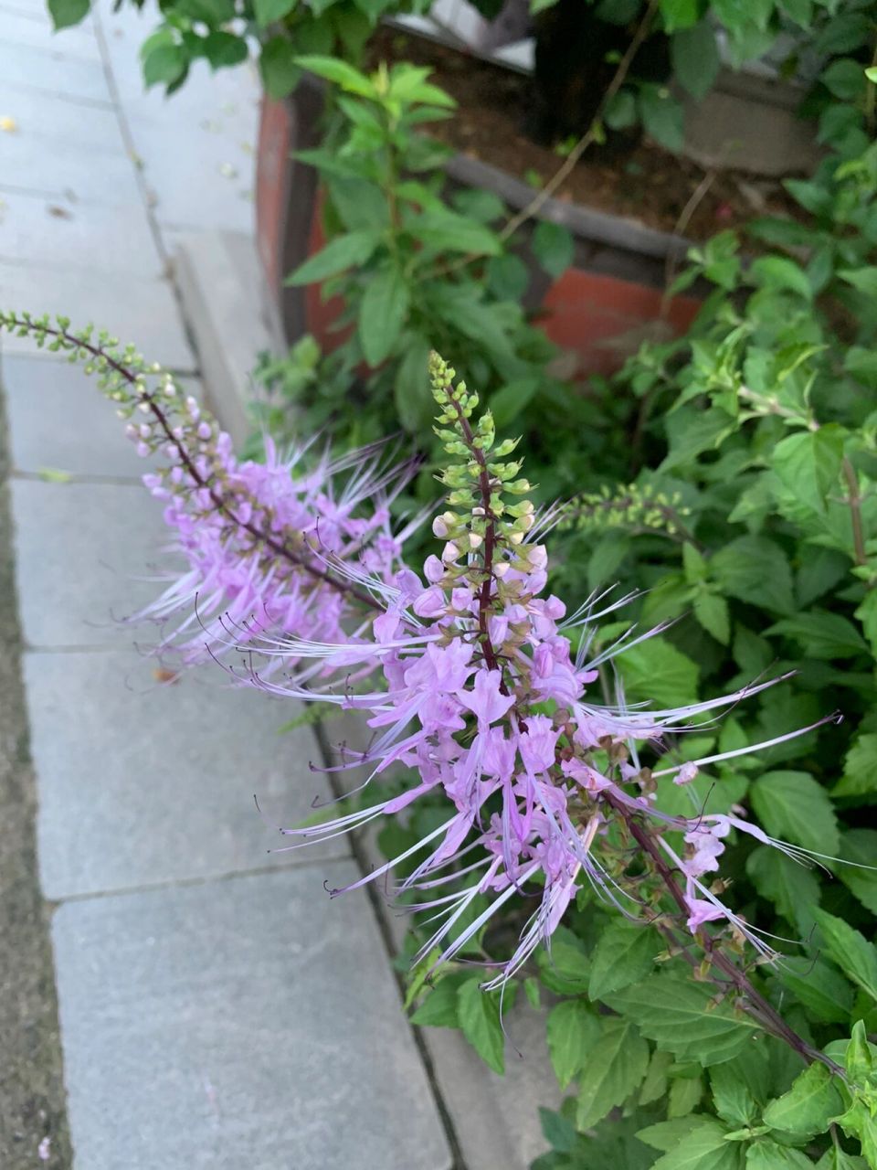 猫须草 原来是一种药材,利尿,排毒,洗肾,消炎的作用.