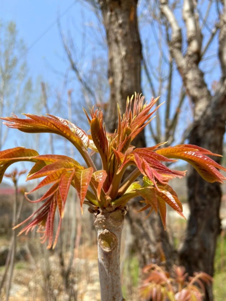 香椿树修剪季节图片