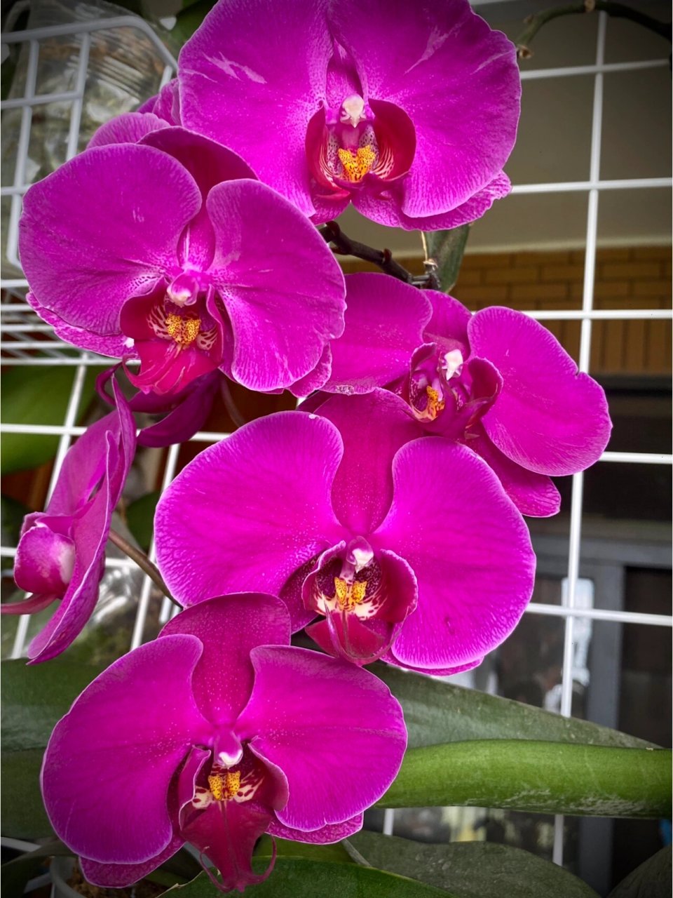 蝴蝶兰初花—天山美人vs火凤凰 天山美人返祖了. 但是有破烂边 还有三