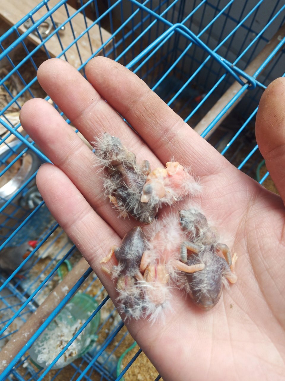 终于又孵出来白色的珍珠鸟了! 这次应该能长大,棒棒哒!