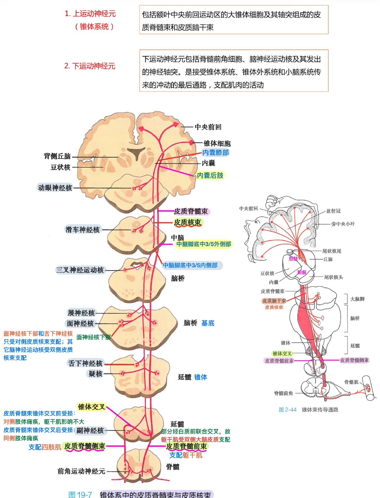 解剖总结—神经系统传导通路3 上运动神经元(椎体系统) 下运动神经元