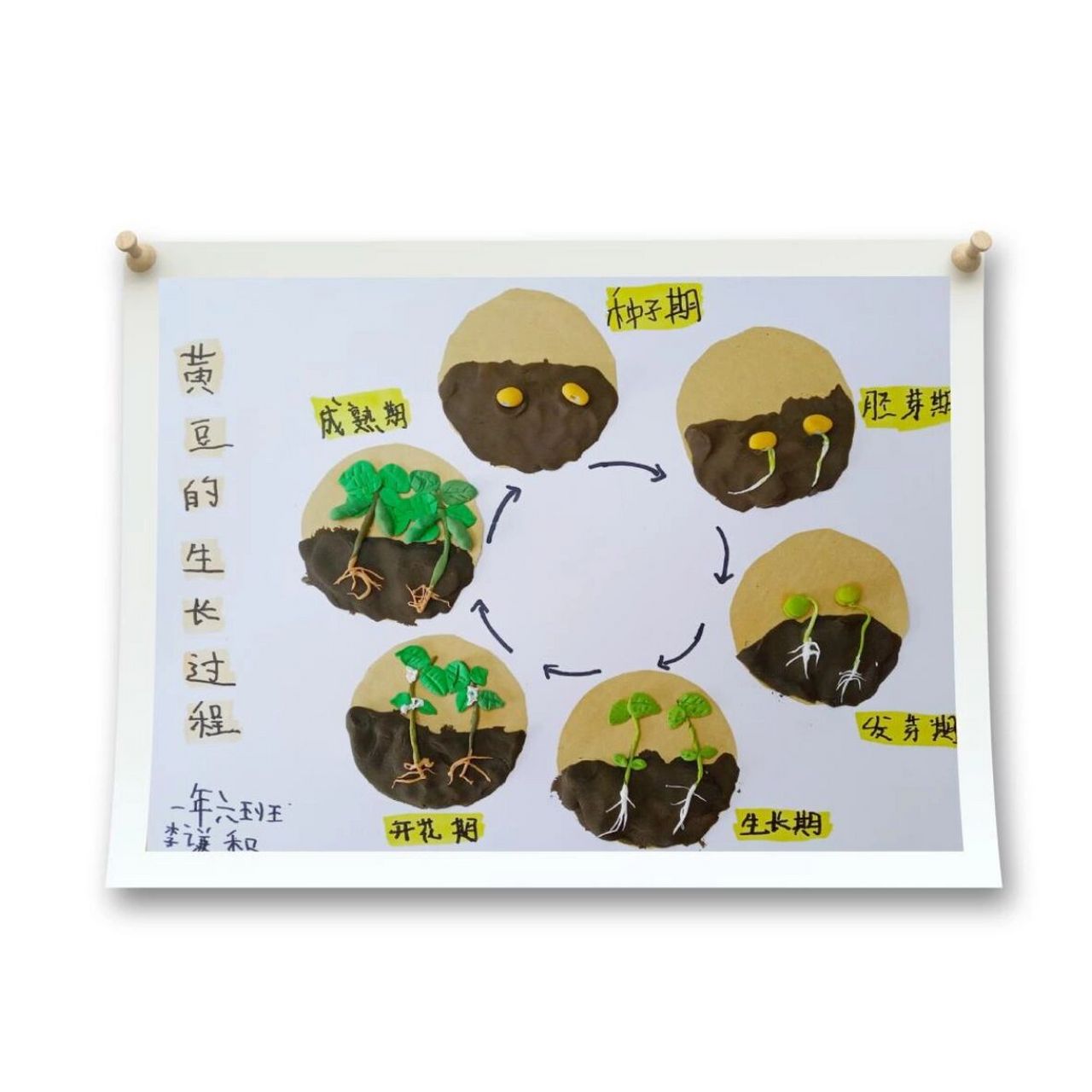 植物观察记录——《黄豆的生长过程》 适合孩子动手来做的粘土画.