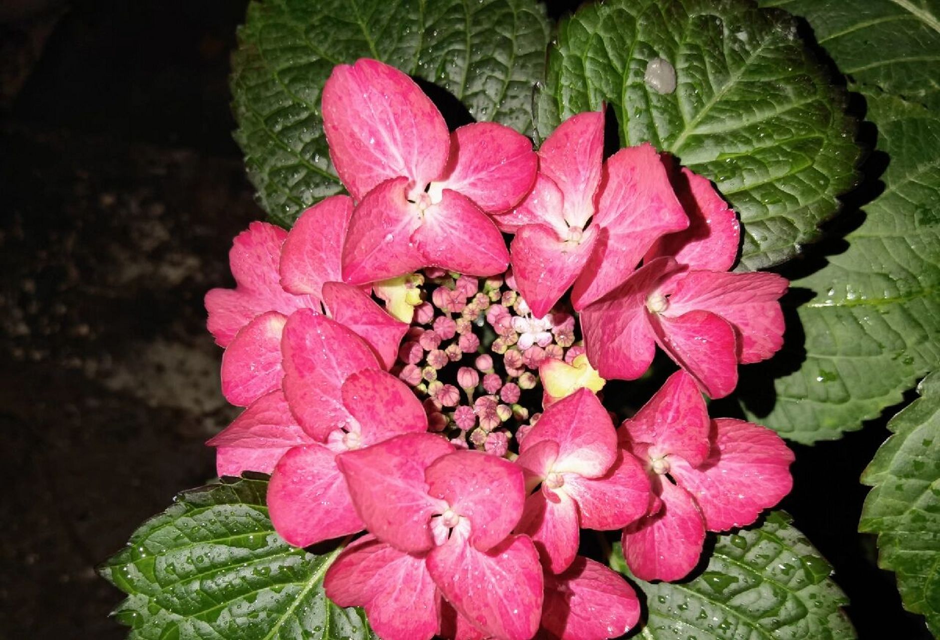 冷门绣球|暗夜天使/黑天使 之前在海妈家