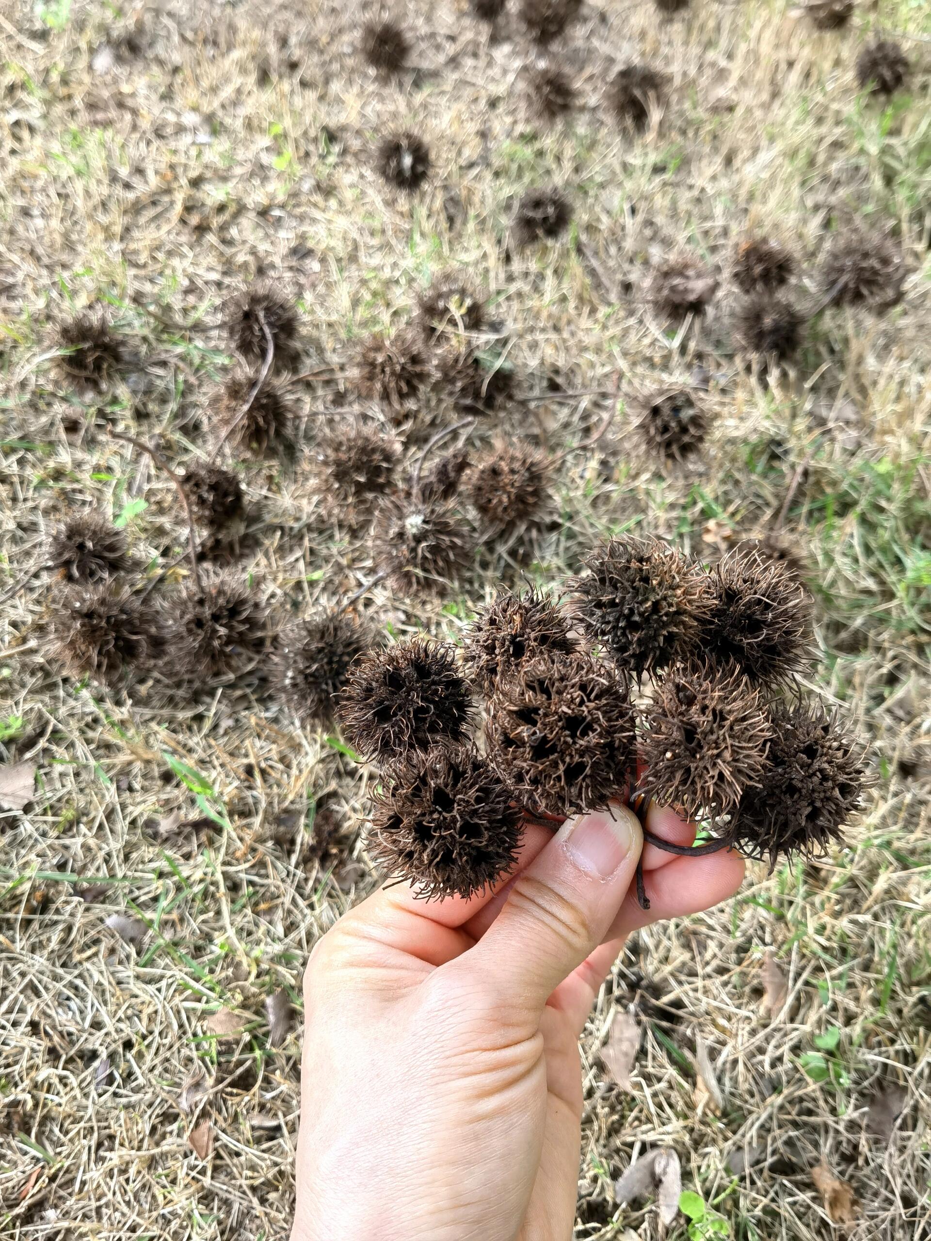 偶遇像海胆又似板栗的路路通99 【路路通】别名 枫实,枫果,枫木上球
