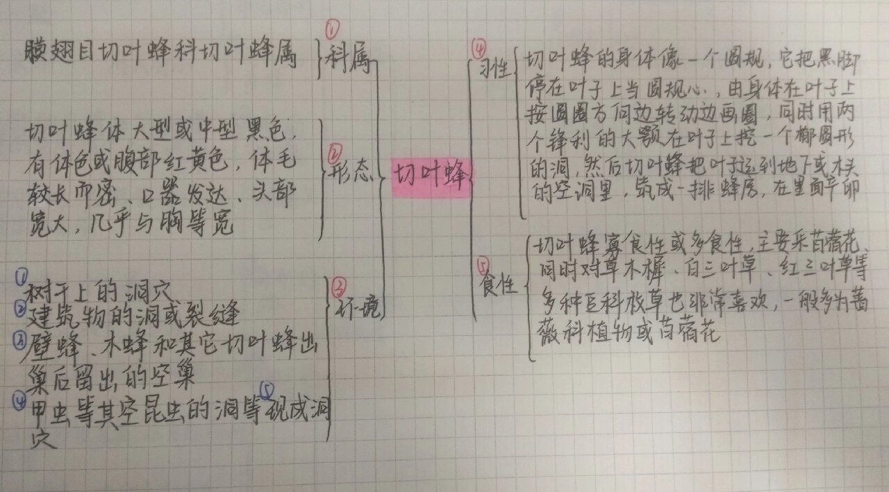 切叶蜂的思维导图图片