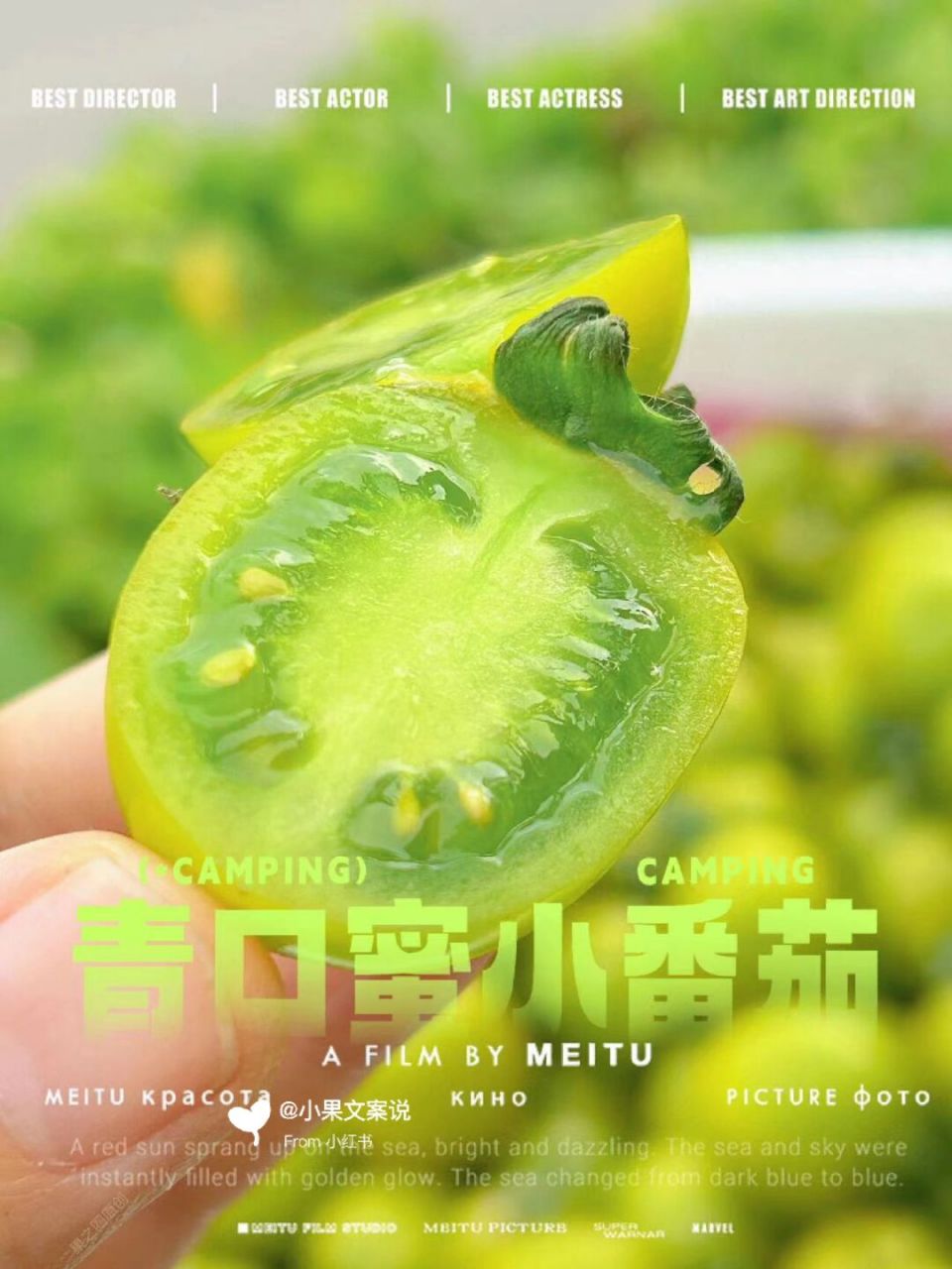 青口蜜番茄文案 青口蜜小番茄:99惊艳口感来之不易,光是品种培育