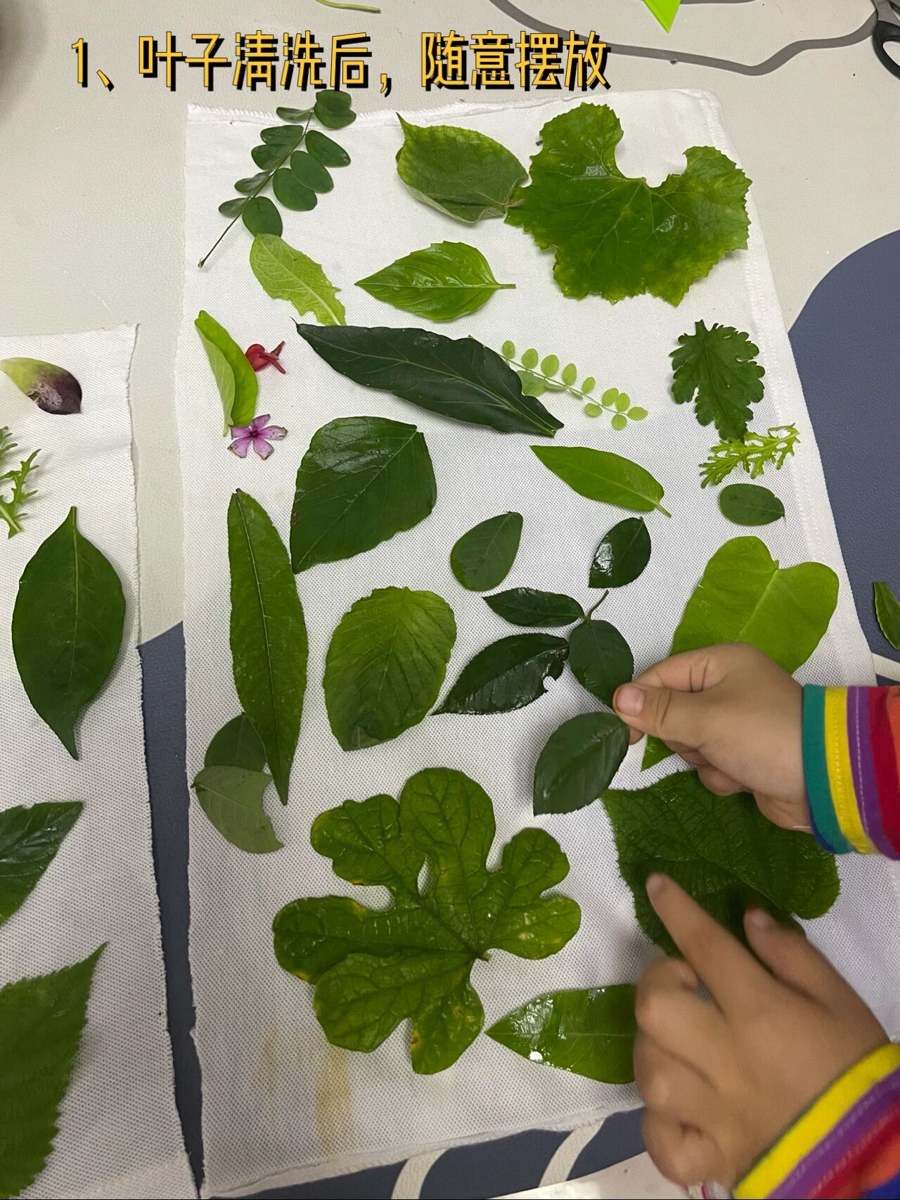 95叶子扎染|3岁女儿独立完成|有手就会系列 十一宅家的有救了,有手