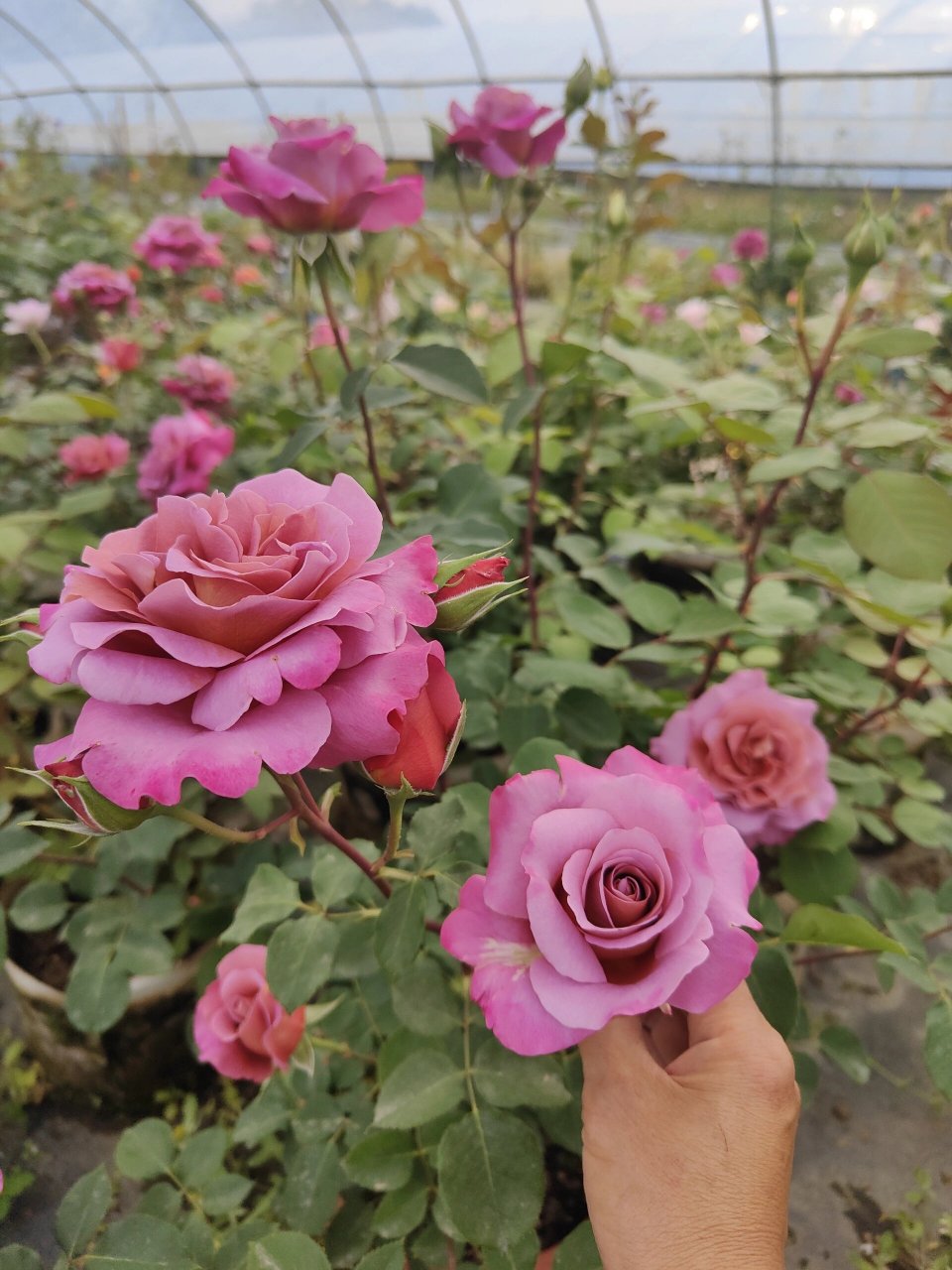 帷幕 月季 大花 复古色 这个颜色真的是爱了,花型又独特,直立性好,就