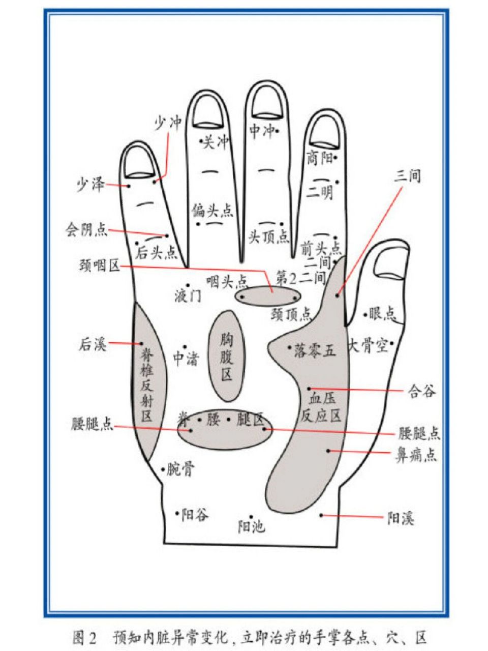 手掌与器官的对照图图片