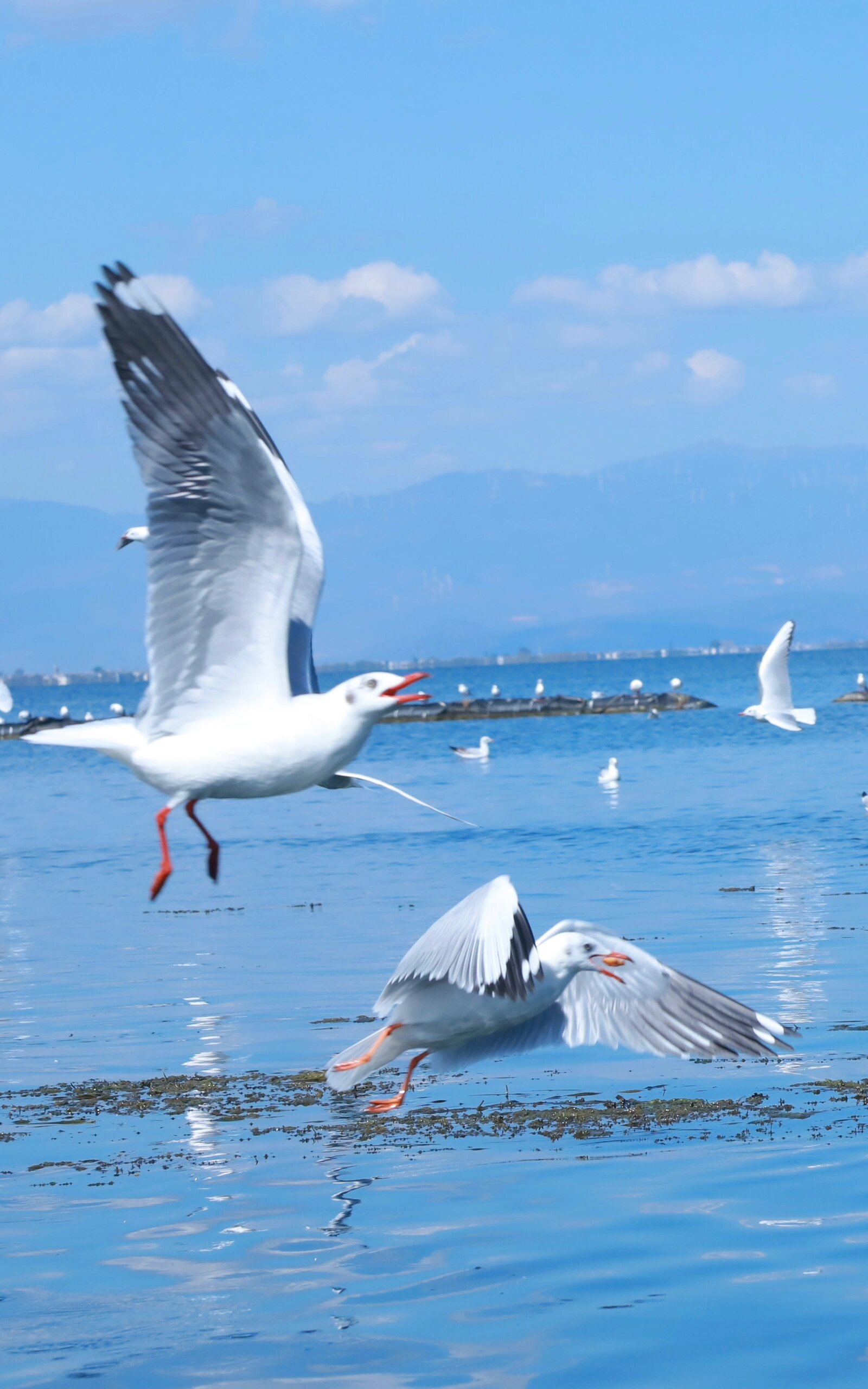 10月 31日 洱海的海鸥来啦�