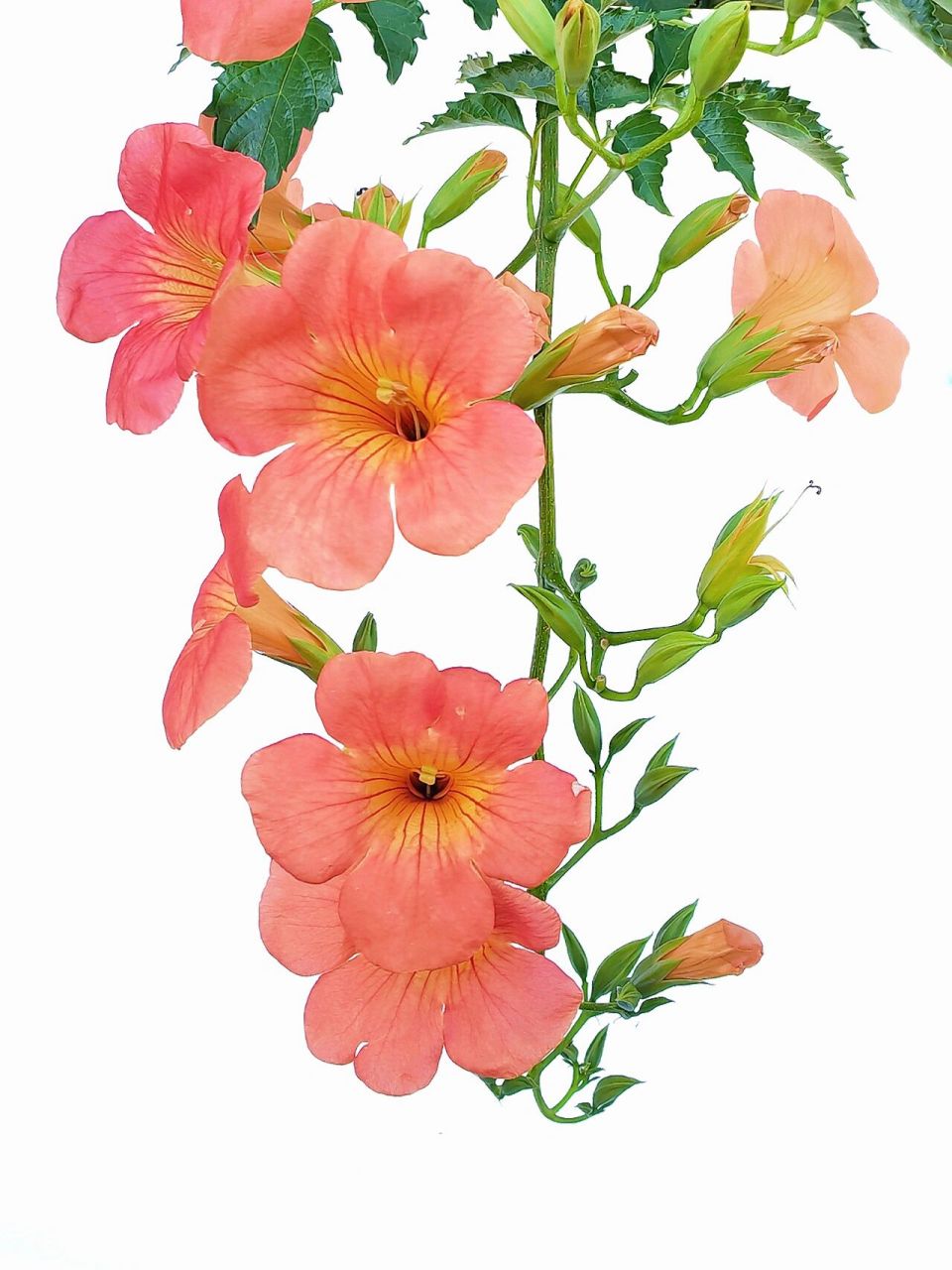 绘画素材1000更——凌霄花