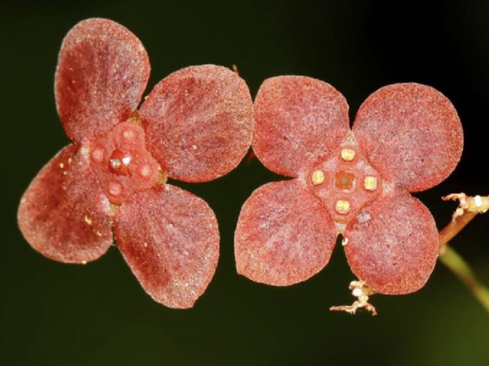 每日一花|瘤枝卫矛 瘤枝卫矛:卫矛科卫矛属植物,落叶灌木,根皮含有