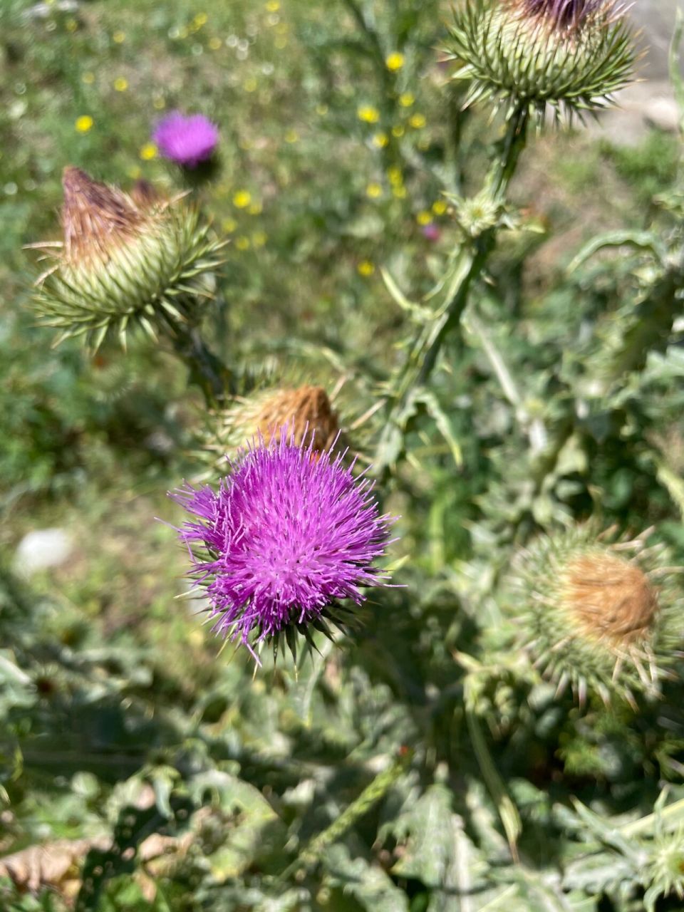 为菊科飞廉属植物飞廉或藏飞廉.