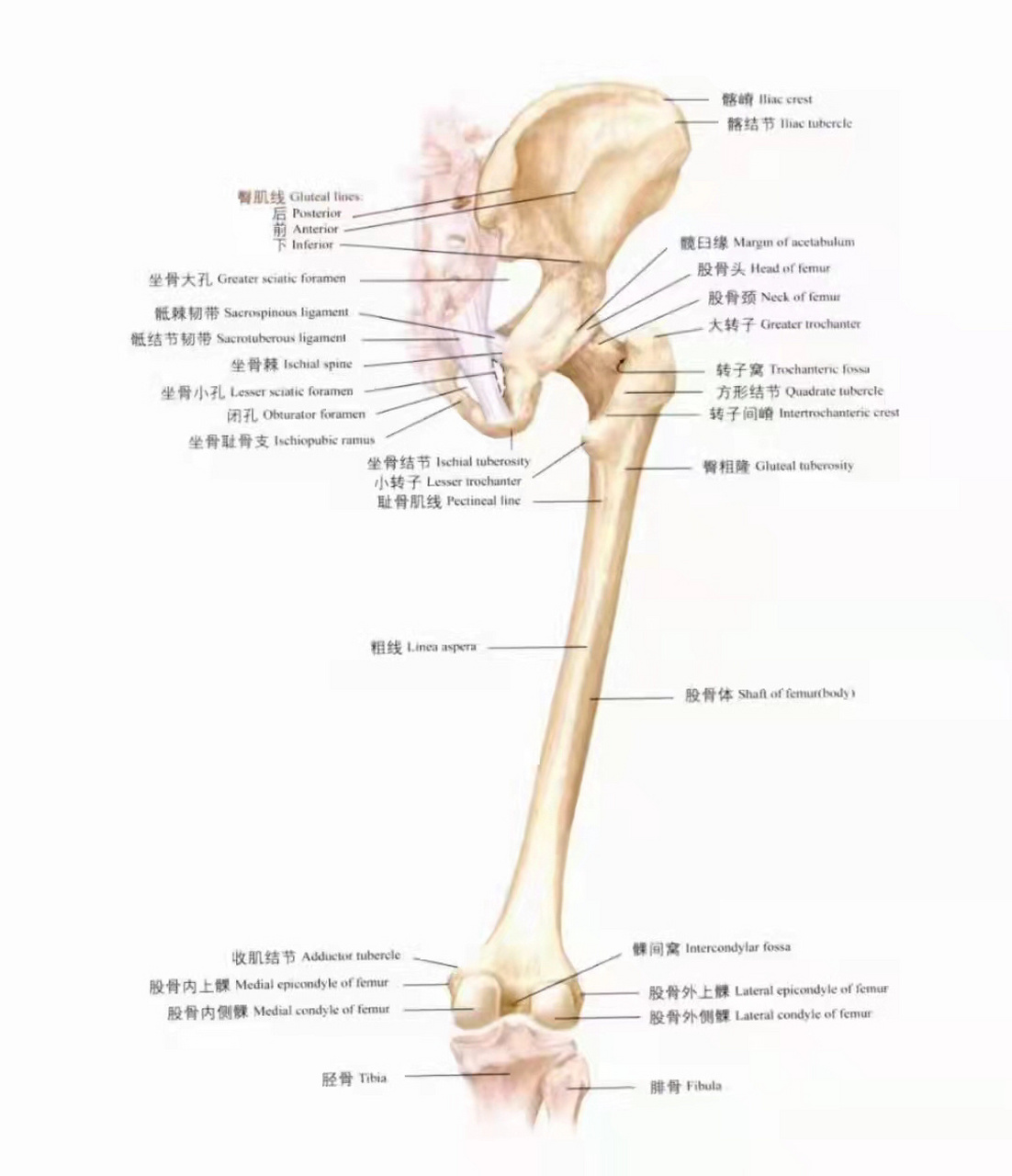 解剖小知识分享-股骨 股骨(femur)又名大腿骨,髀骨,楗,是人体最长的