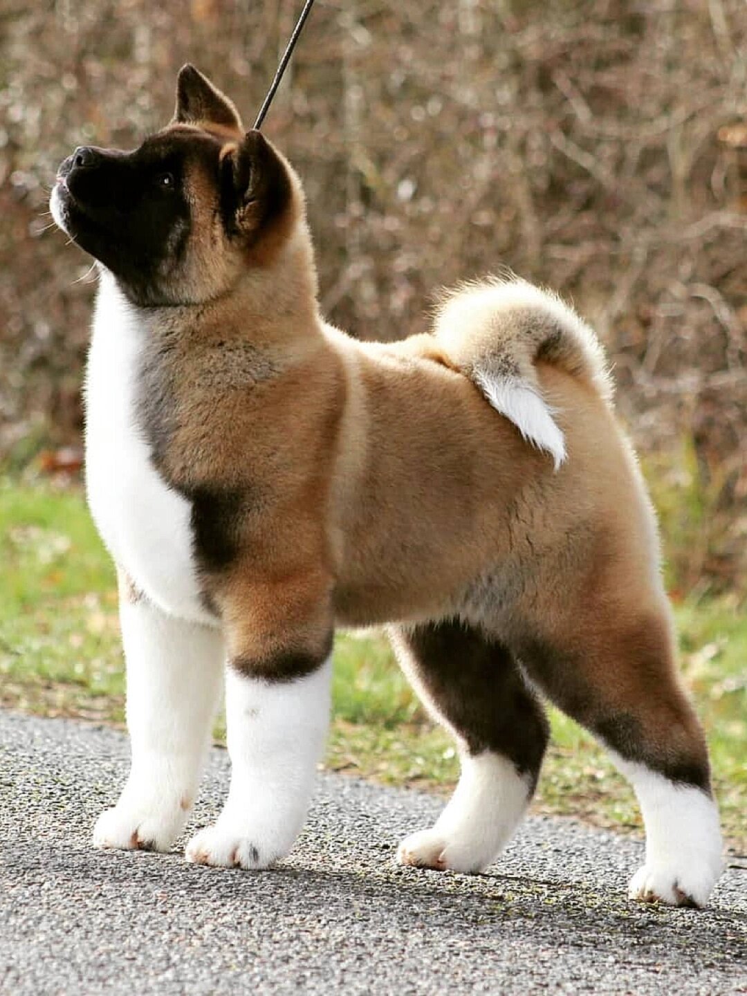 梦中情狗再度上线——小棕熊美国秋田犬97