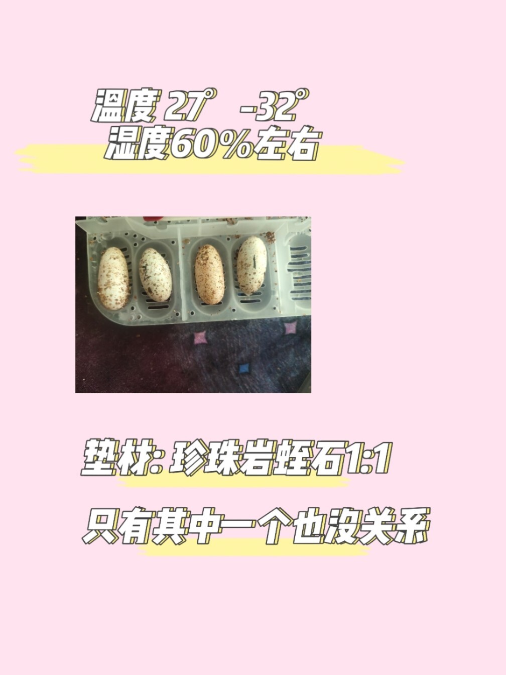 豹纹守宫孵化设备和条件99 今年只有两对夫妻91,所以没有多少蛋.