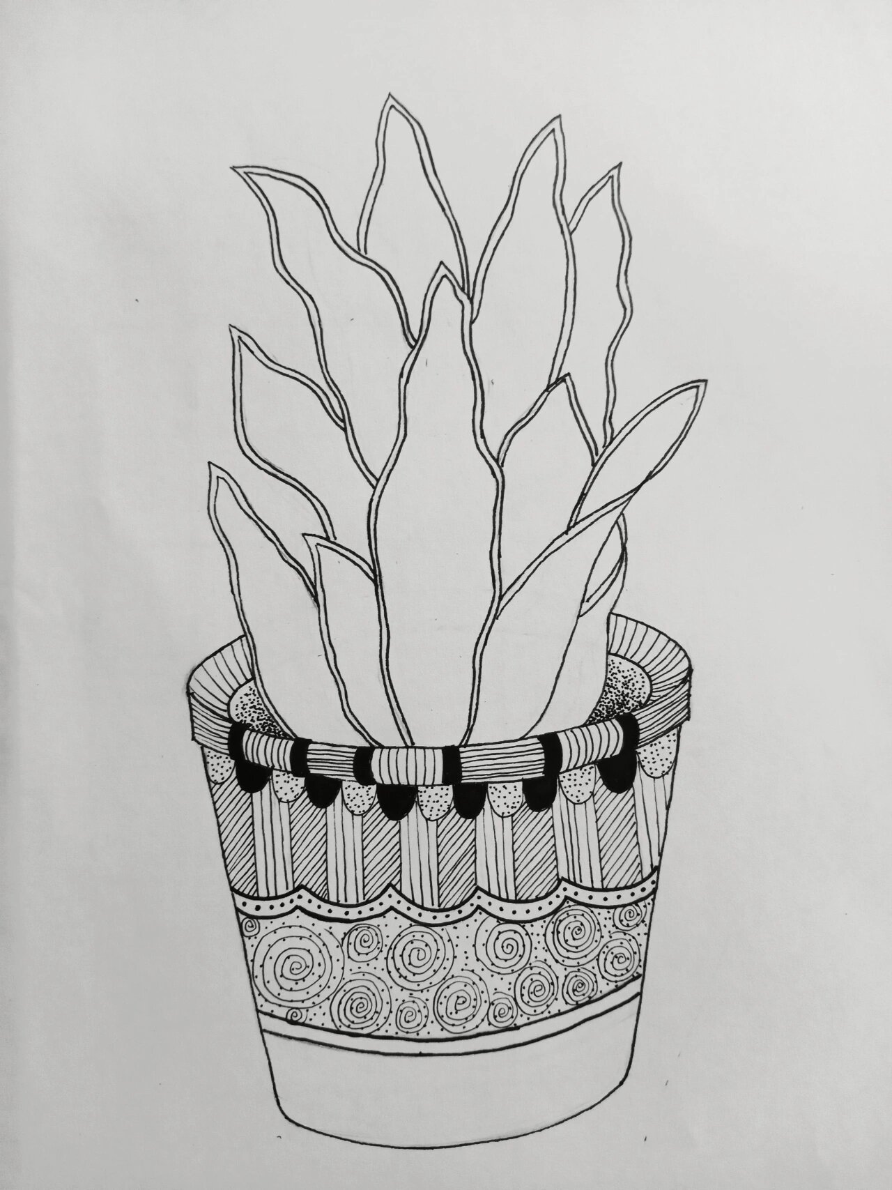 《虎皮兰》线描画绘画过程