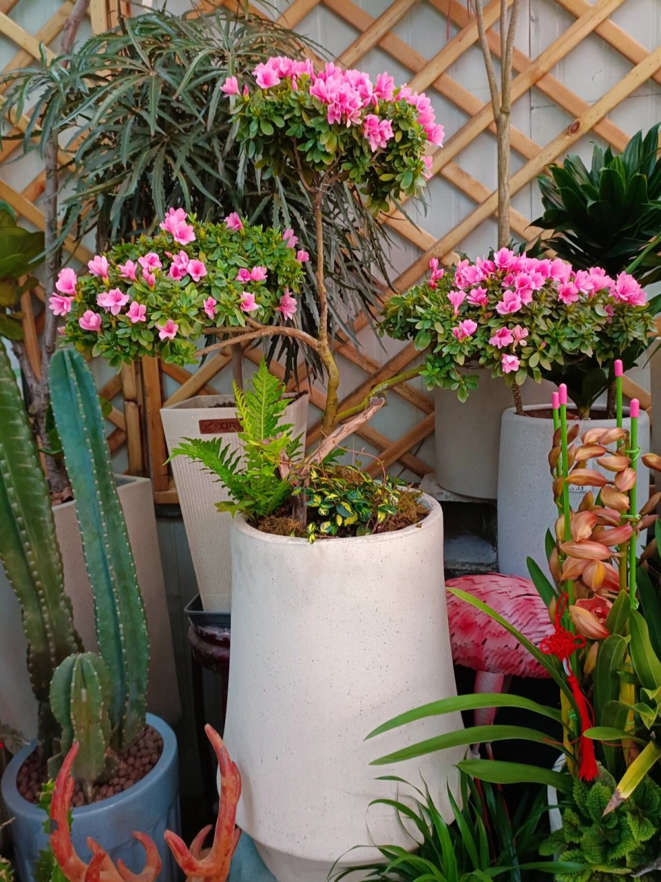 推荐99种植物的第十八种:腊皮杜鹃 腊皮杜鹃,别称东洋杜鹃,产自日本