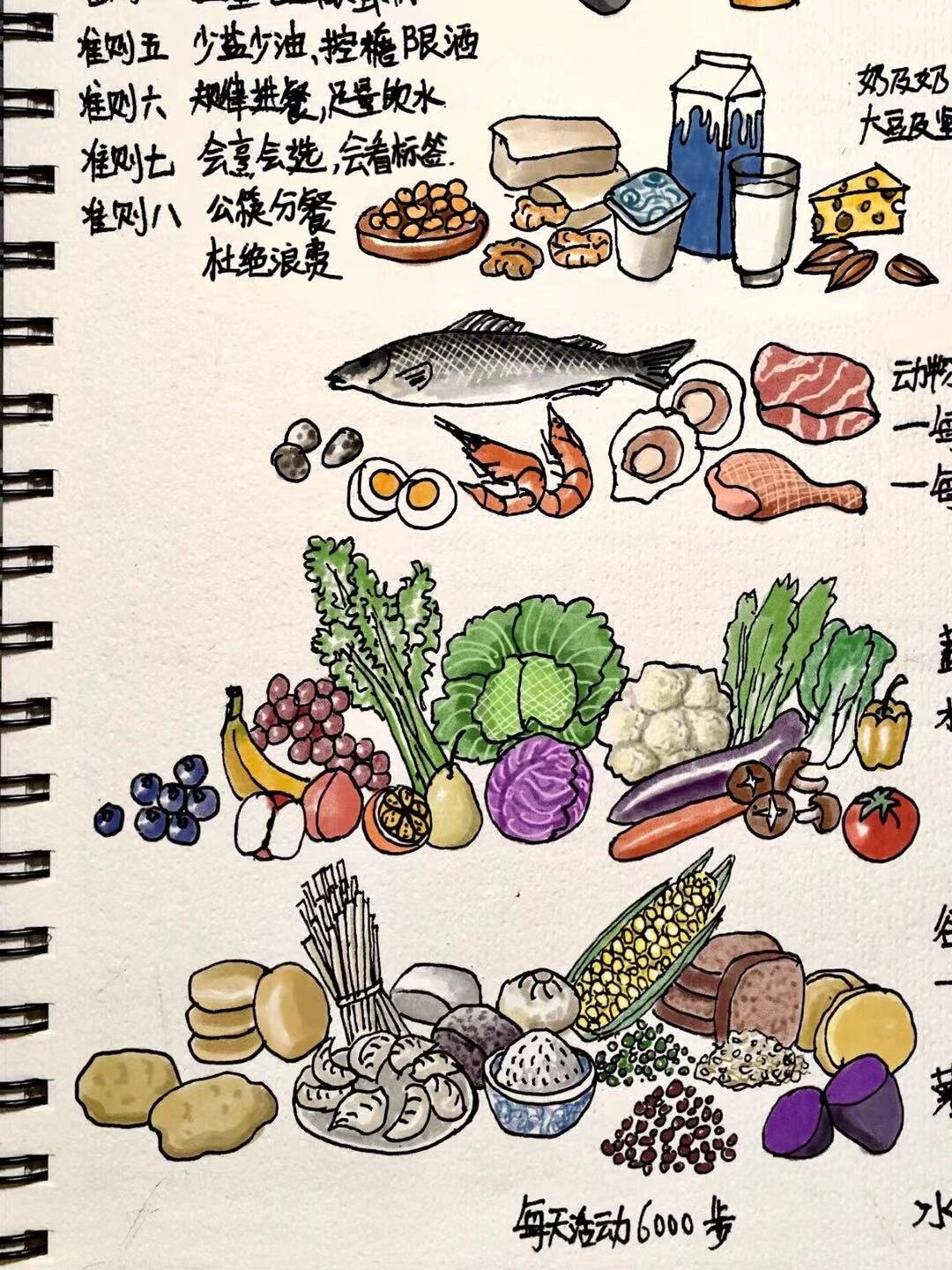 手绘中国居民平衡膳食宝塔,健康饮食