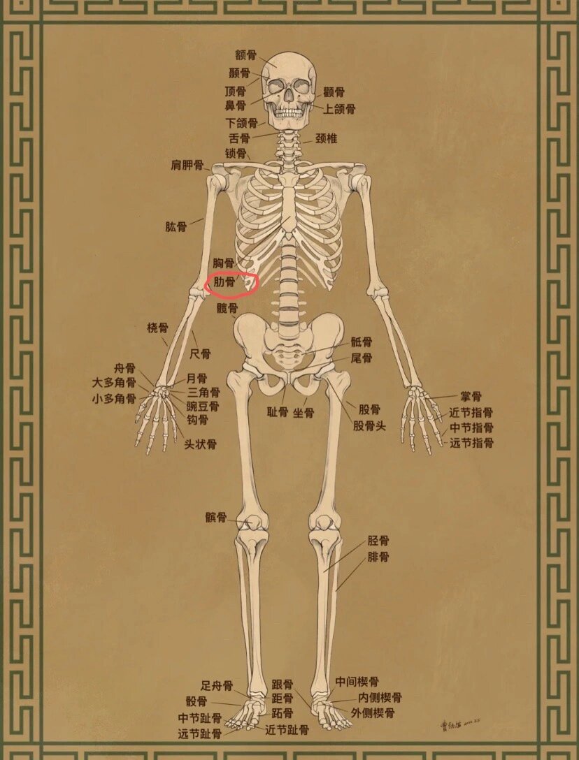 胸口疼在哪个部位图解图片