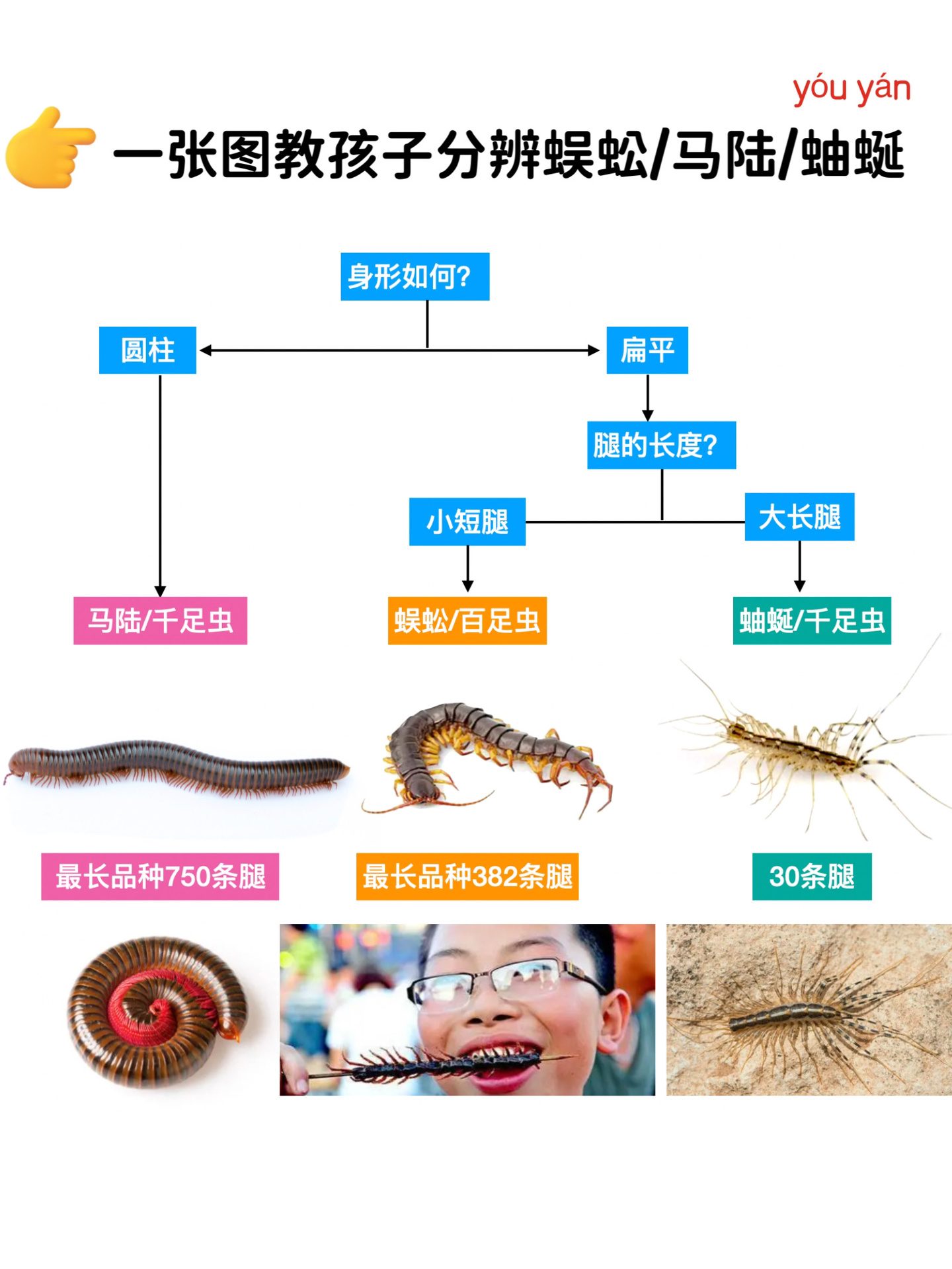 马陆vs蜈蚣图片