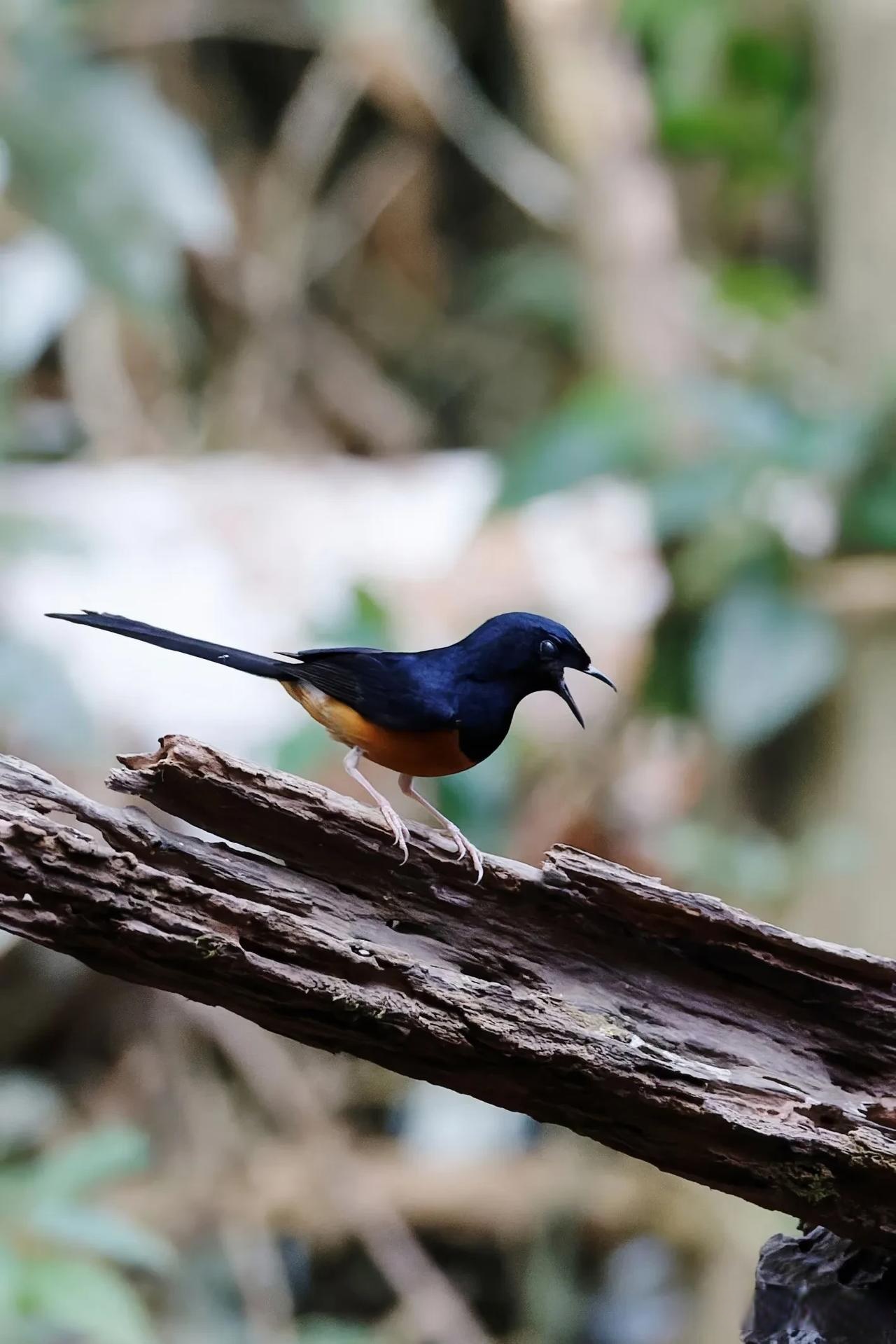 ◇白腰鹊鸲◇ (乙巳孟春,摄于勐腊么等新寨)