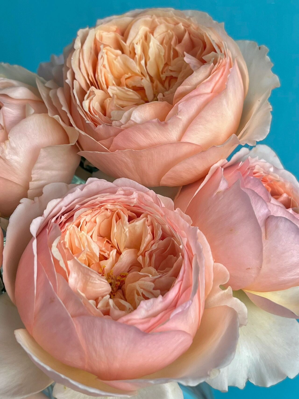 肉粉色小包子月季——真宙 月季品种名称:真宙(masora) 颜色:肉粉色