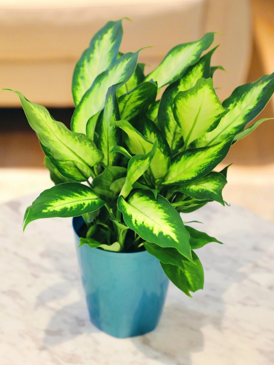 粉黛万年青,干净清爽的室内绿植 粉黛万年青算是花叶万年青中的一种