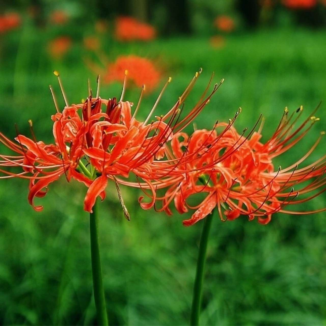 [47天]花材花名: 石蒜       又名: 彼岸花 法语: lis araignée 花语