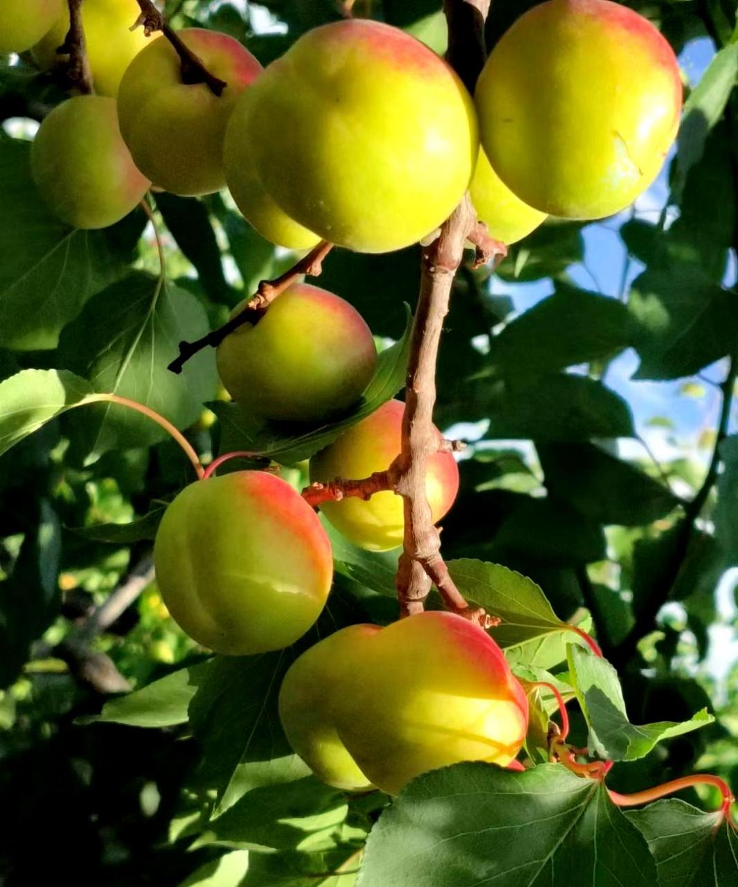 玉巴达杏外观漂亮,口感绝佳,营养丰富,含有丰富的维生素.