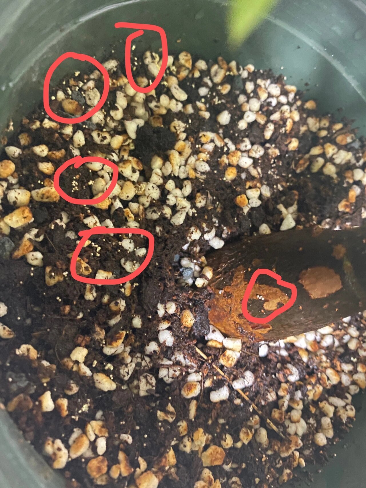 树也长东西了,土表一窝一窝的,还有的在树干上,看着好恶心,是虫卵吗