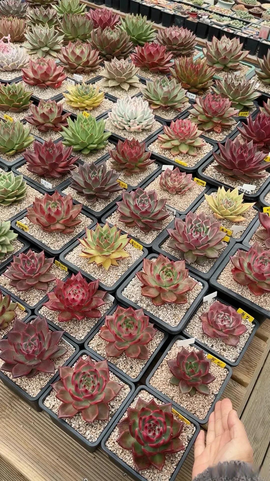 大家好,我是园艺专家林永乐,今天给大家分享一招,解决多肉植物晒伤