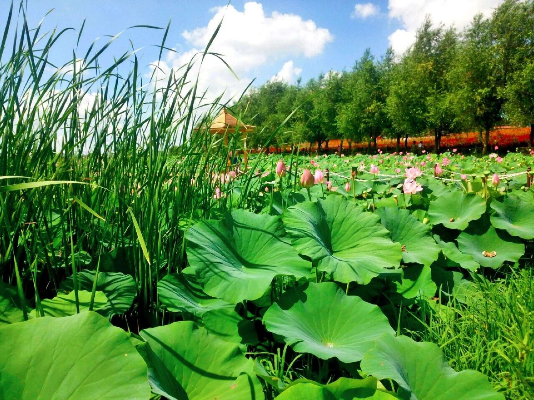 金珠花海 吉林市金珠花海是东北最大的花海乐园,走进了花海你就走进了