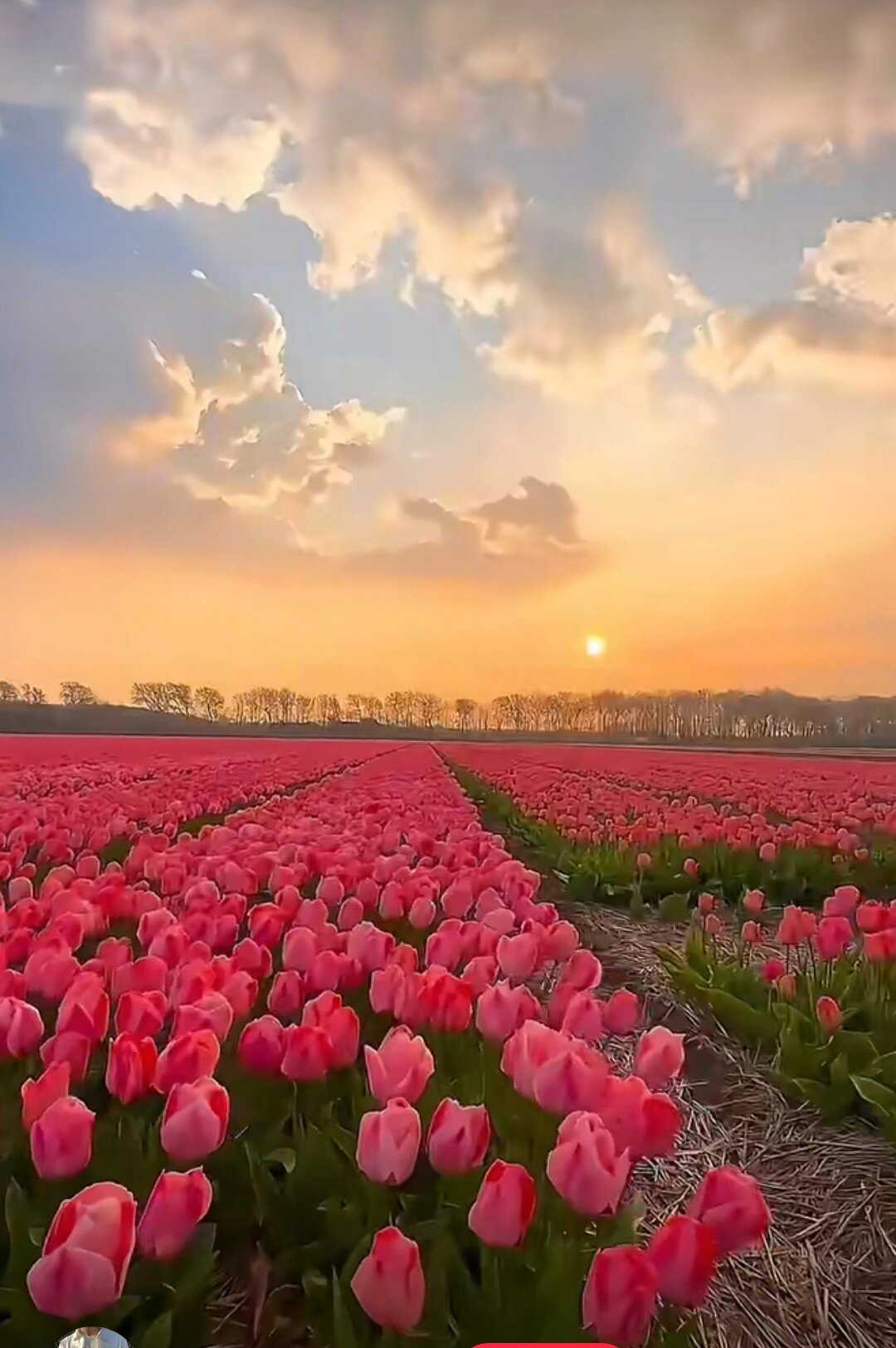 超美的花海哦,可以当背景图