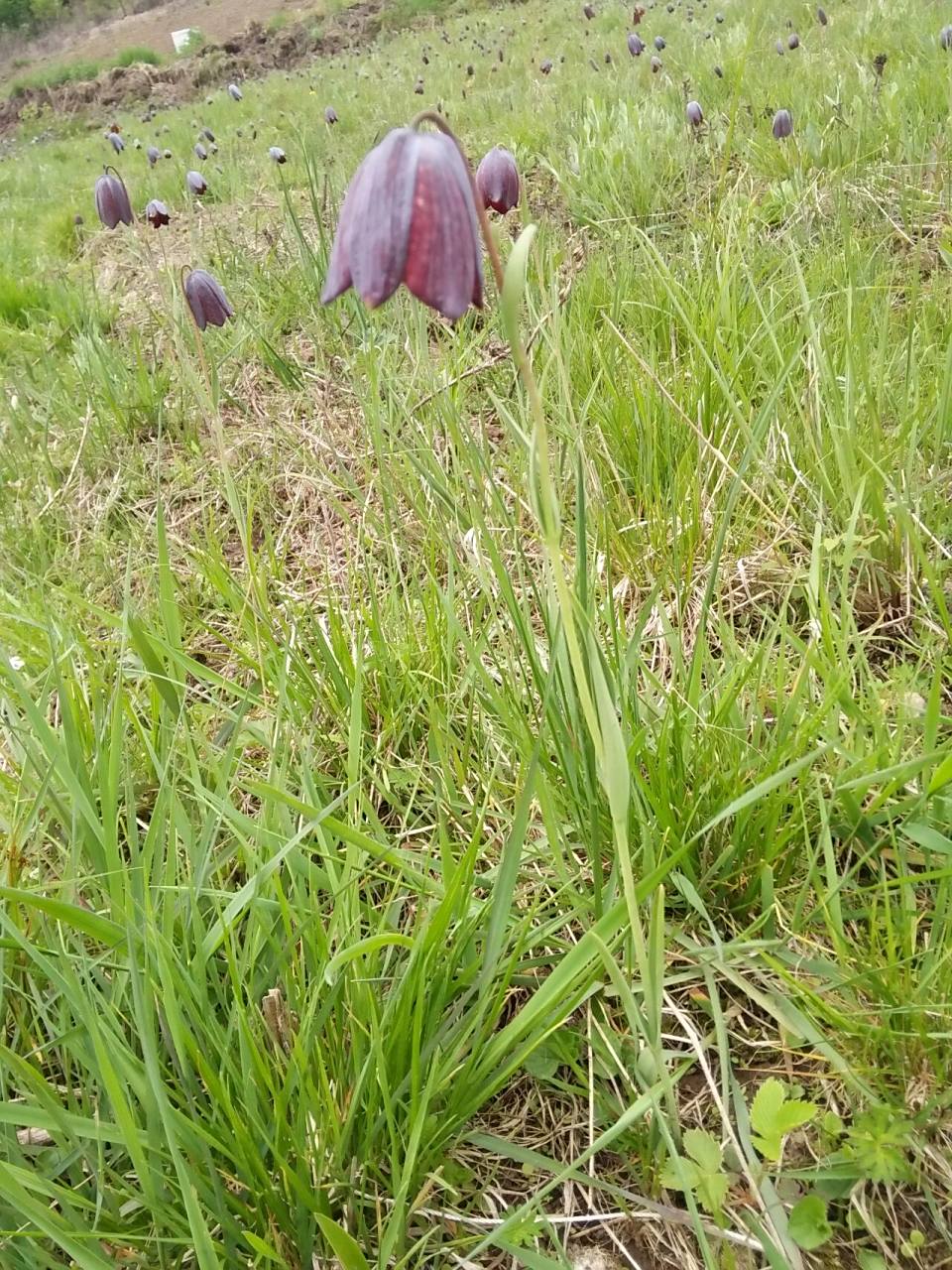 暗紫贝母 川贝母的基源植物 【性味与归经】苦,甘,微寒.归肺,心经.