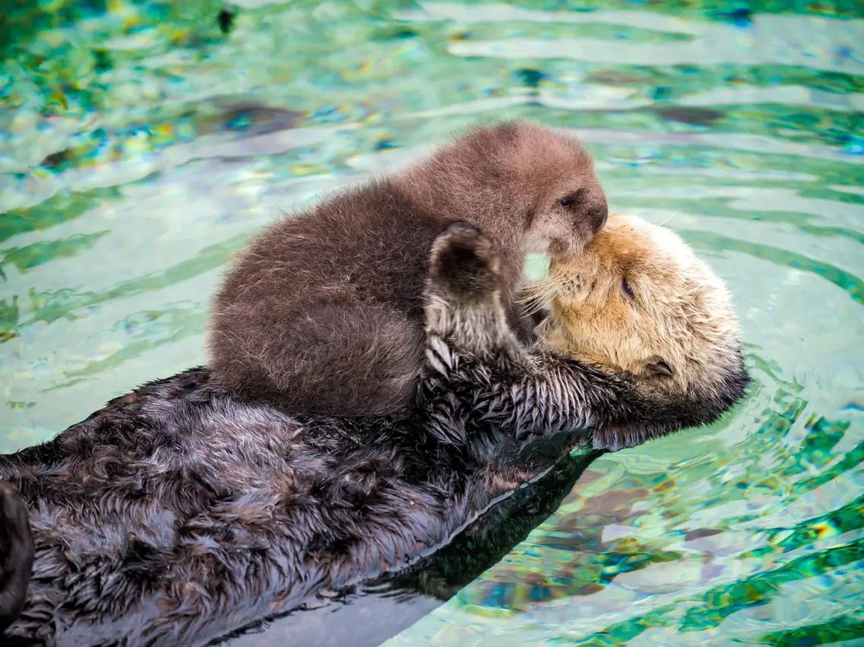 海獭(sea otter) - 爱洗脸的毛茸茸 体型最小的海洋哺乳动物,一生中大