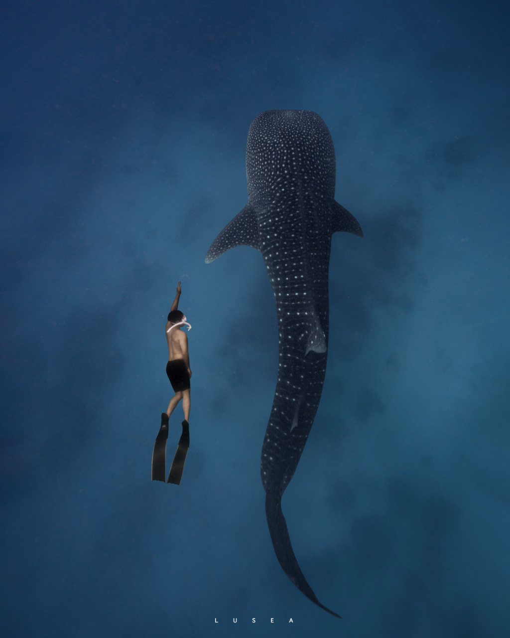 海里的温柔巨人|薄荷岛鲸鲨自由潜|水下摄影 91 在薄荷与鲸鲨共舞